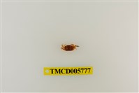 藏品(衛氏毛帶蟹)的圖片